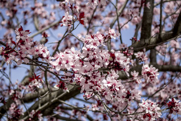 Cherry Blossom Bloom