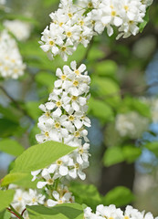 Gewöhnliche Traubenkirsche, Prunus padus, Blüten