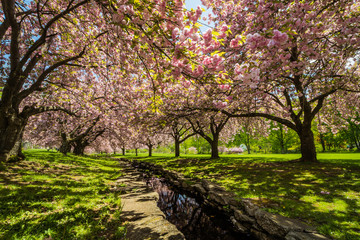 Fototapeta premium Pink cherry trees drape gracefully near a stone canal on a sunny spring day