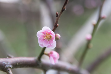 梅