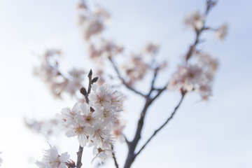 桜