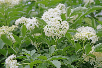 Schwarzer Holunder, Sambucus nigra, Bl&uuml;ten