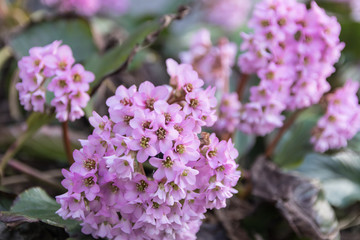 Fototapeta premium Weigela