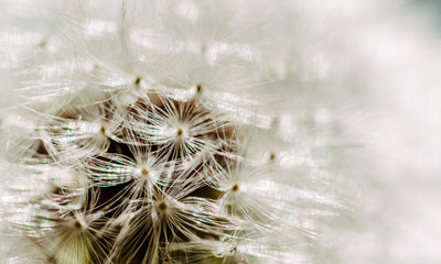 Fluffy faded field dandelion