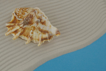 large brown sea shell on corrugated sand on a blue background. top view,copy space Summer season .Summer time.Sea style.