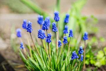 Muscari armeniacum (Blue Grape Hyacinth) blooming in the garden. Selective focus. Shallow depth of field.