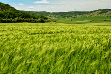 Obraz na płótnie Canvas Agriculture landscape in Macin mountains of Dobrogea, Romania
