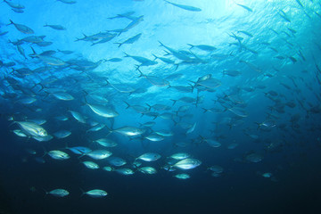 Fototapeta premium Tuna fish in ocean