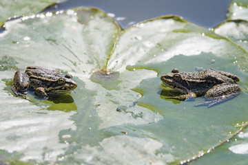 Two grass frogs sitting on a water lily pad