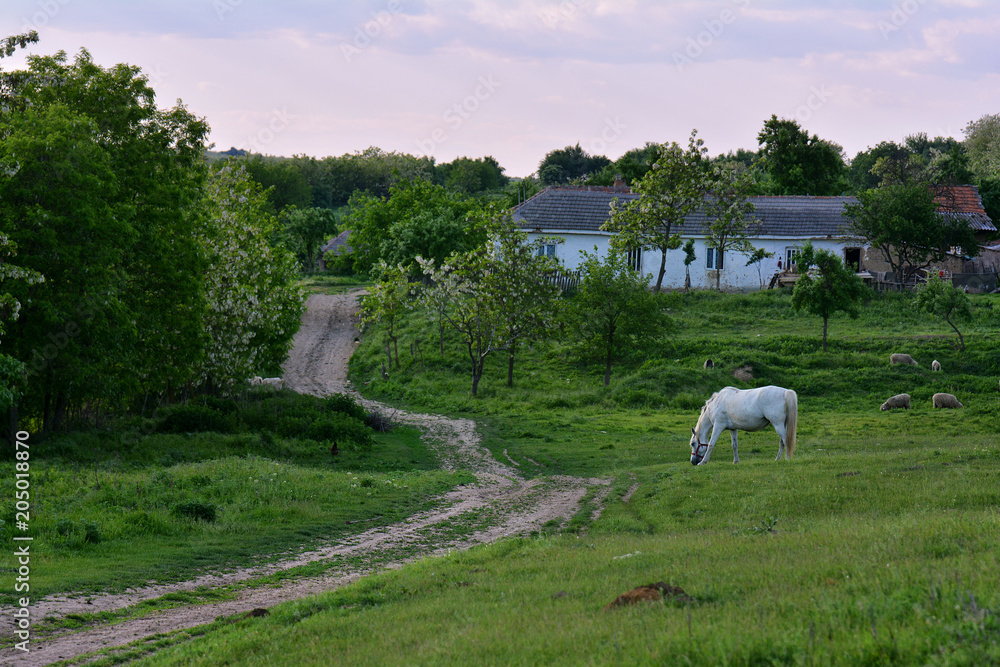 Sticker Beautiful landscape with trees ,house and  horse grazing in Dobrogea , Romania