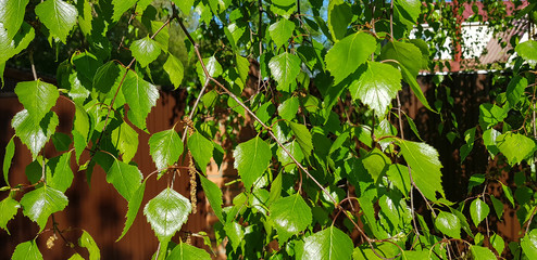 Birch leaves in the spring close-up. Nature spring time.