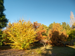 Autumn Maple Beautiful Landscape