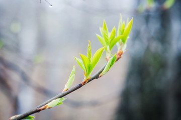 Branches with new leaves in the garden. Selective focus.