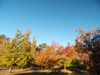 Autumn Maple Beautiful Landscape