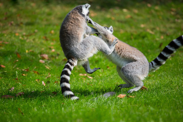 Lemurs play outside on a meadow