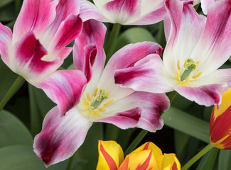 Fototapeta na wymiar White and purple tulips flowers blooming in a garden