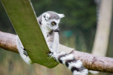 A lemur is sitting alone on a branch