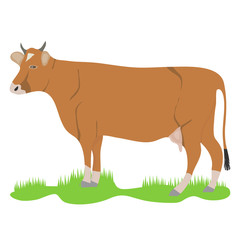 Cow, brown cow on a green meadow.