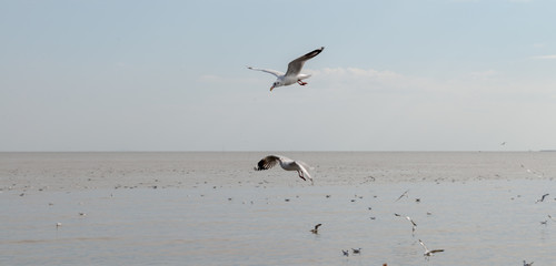 Seagull was flying above the sea shore during sunset Dec 2017.