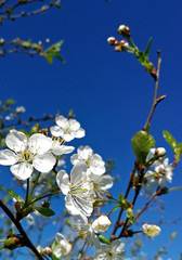 spring