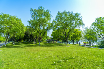 Fototapeta na wymiar Green grass and woods in the park