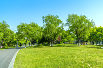 Green grass and woods in the park