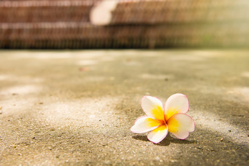 Closeup white plumeria flower fall on concrete floor blackground.Thailand.