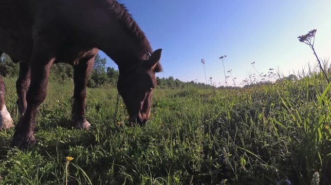 a horse is grazing on the grass early in the morning in the field.