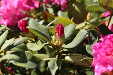 Rhododendrons /  The rhododendrons are a genus of the family Ericaceae