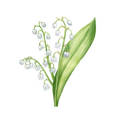 Fototapeta premium lily of the valley. Watercolor hand painted botanical illustration, can be used as print, postcard, packaging design, textile and os on.