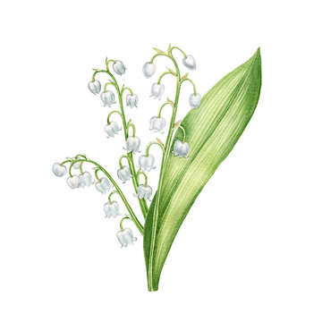 lily of  the valley. Watercolor hand painted botanical illustration, can be used as print, postcard, packaging design, textile and os on.