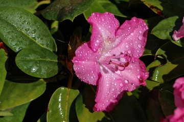 Rhododendrons /  The rhododendrons are a genus of the family Ericaceae