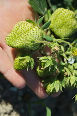 Naklejka na ściany i meble Green, ripening strawberries on the palm, strawberry fruit on the field,assessment of strawberry harvest