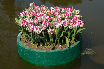 Tulipani bianchi con sfumature rosa in un vaso nel lago