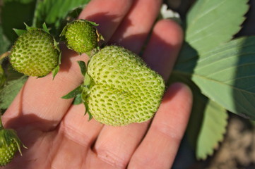 Zielone, dojrzewające truskawki na dłoni, truskawkowe owoce na polu, ocena zbioru truskawek