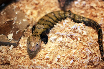 Lizard. Tiliqua scincoides