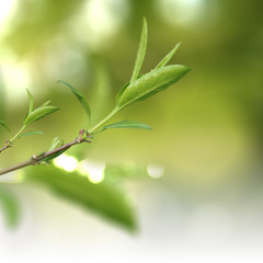 Green natural background,greenery background