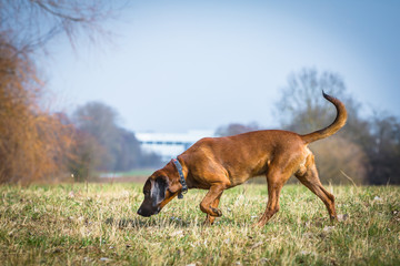 Spürhund bei der Fährtensuche