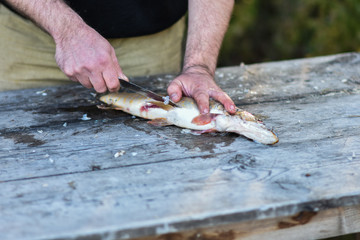 Fishing in the summer, caught fish on the nature of the fisherman cleans