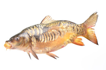 Fish carp