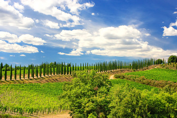 Vineyard with row of cypress trees in Val d'Orcia, Tuscany, Italy
