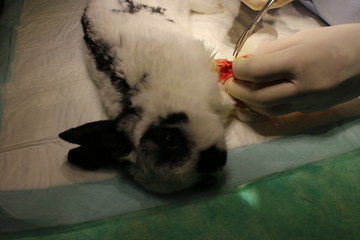 Surgery of rabbit with tumor on forelimb