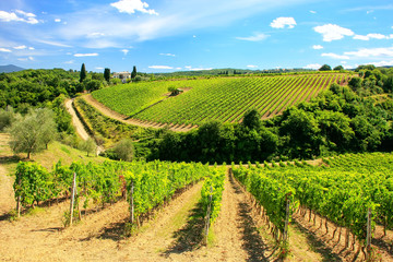 Fototapeta na wymiar Vineyards near Montalcino in Val d'Orcia, Tuscany, Italy.