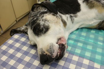 Catahoula Cur dog lying on operating table 