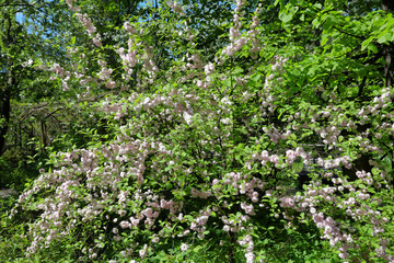 Fototapeta na wymiar Prunus Triloba. Large blossoming flowers of the blooming three-lobed almond 