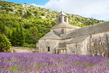 Abbey of Senanque and blooming rows lavender flowers