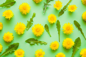 Fresh, yellow dandelions with leaves on pastel green background. Flower pattern. Springtime. Bright colors. Mockup for special offers as advertising or other ideas. Flat lay. Top view.