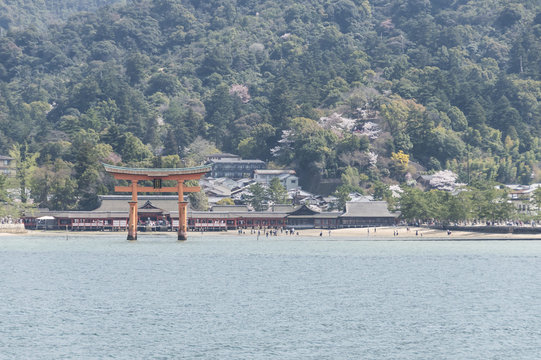 宮島の桜
