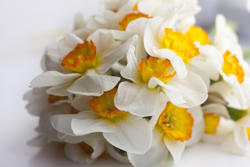 Naklejka na ściany i meble Flowers Narcissus on white background