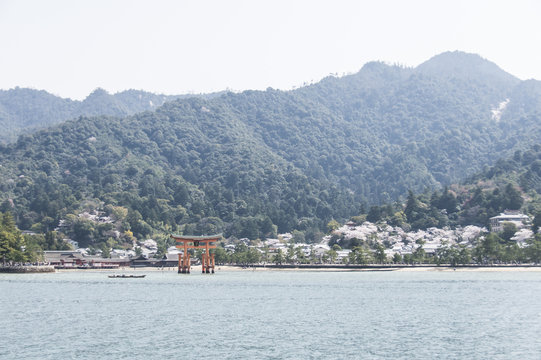 宮島の桜
